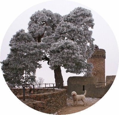 Lagotto Romagnolo Estella auf dem Schloss.