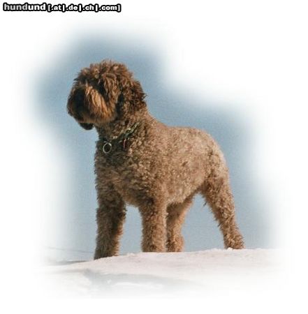 Lagotto Romagnolo Grimo v. Richcastle