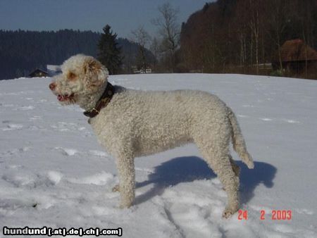 Lagotto Romagnolo