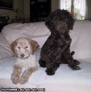 Lagotto Romagnolo Lagotto Hündinnen Cry out Shakira und Saskia von Familie Tlach-Egger aus der Schweiz.