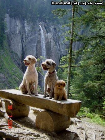 Lagotto Romagnolo