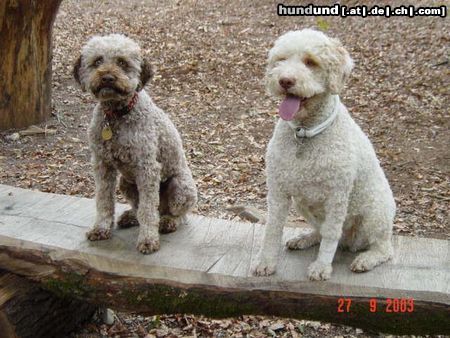 Lagotto Romagnolo