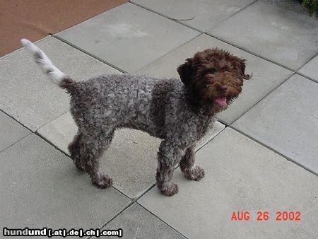 Lagotto Romagnolo Mora als Welpe