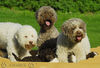 Lagotto Romagnolo Hund