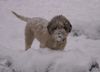 Lagotto Romagnolo Hund