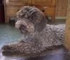 Lagotto Romagnolo Hund