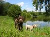 Lagotto Romagnolo Hund