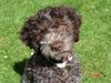 Lagotto Romagnolo Hund