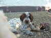 Lagotto Romagnolo Hund