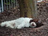 Lagotto Romagnolo Hund