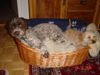 Lagotto Romagnolo Hund