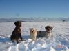 Lagotto Romagnolo Hund