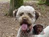 Lagotto Romagnolo Hund