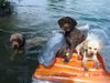 Lagotto Romagnolo Hund