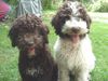 Lagotto Romagnolo Hund