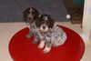 Lagotto Romagnolo Hund