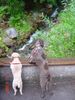 Lagotto Romagnolo Hund