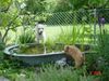 Lagotto Romagnolo Hund