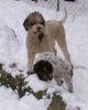 Lagotto Romagnolo Hund