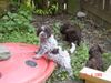 Lagotto Romagnolo Hund