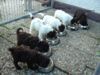 Lagotto Romagnolo Hund