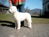 Lagotto Romagnolo Hund