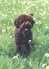 Lagotto Romagnolo Hund