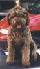 Lagotto Romagnolo Hund