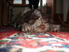 Lagotto Romagnolo Hund