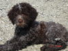 Lagotto Romagnolo Hund