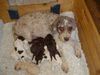 Lagotto Romagnolo Hund