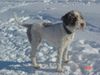 Lagotto Romagnolo Hund