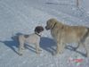 Lagotto Romagnolo Hund