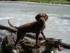 Lagotto Romagnolo Hund