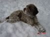 Lagotto Romagnolo Hund