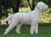 Lagotto Romagnolo Hund