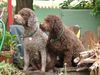 Lagotto Romagnolo Hund