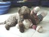 Lagotto Romagnolo Hund