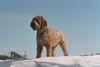 Lagotto Romagnolo Hund