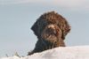 Lagotto Romagnolo Hund