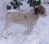 Lagotto Romagnolo Hund