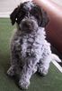 Lagotto Romagnolo Hund