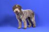 Lagotto Romagnolo Hund