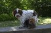 Lagotto Romagnolo Hund