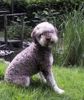 Lagotto Romagnolo Hund