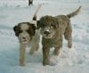 Lagotto Romagnolo Hund