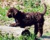 Lagotto Romagnolo Hund