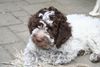 Lagotto Romagnolo Hund