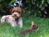 Lagotto Romagnolo Hund