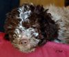 Lagotto Romagnolo Hund